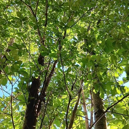 Вилла Gite Chez Melanie Et Leon Sejour Nature Et Animau Vezels-Roussy