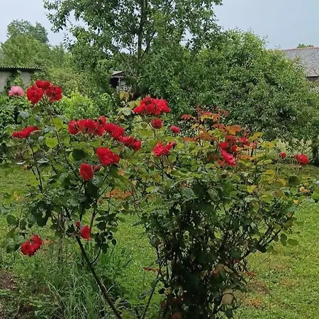 Chez Melanie Et Leon Sejour Nature Et Animau Vezels-Roussy