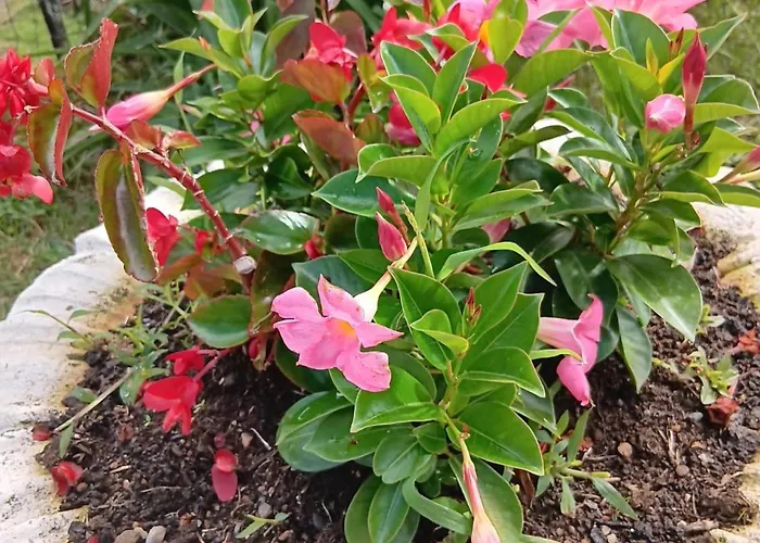 Chez Melanie Et Leon Sejour Nature Et Animau *